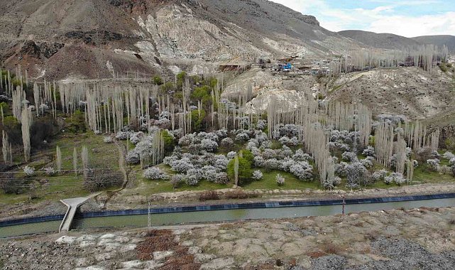 Kars'ta çiçek açan kayısı ağaçları görenleri büyülüyor