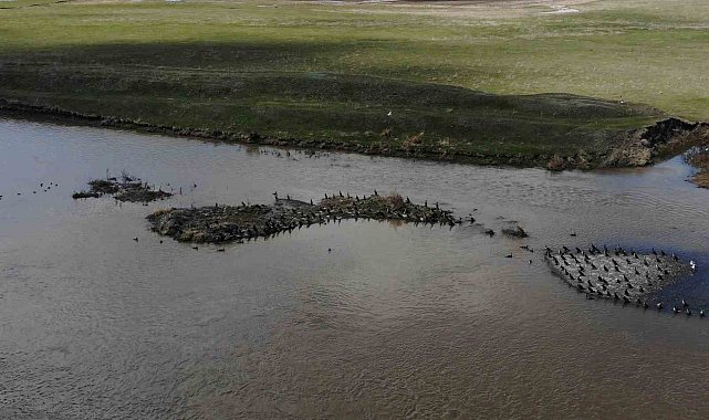 Kars'ta onlarca karabatak dinlenirken görüntülendi