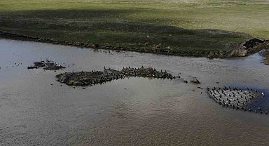 Kars'ta onlarca karabatak dinlenirken görüntülendi