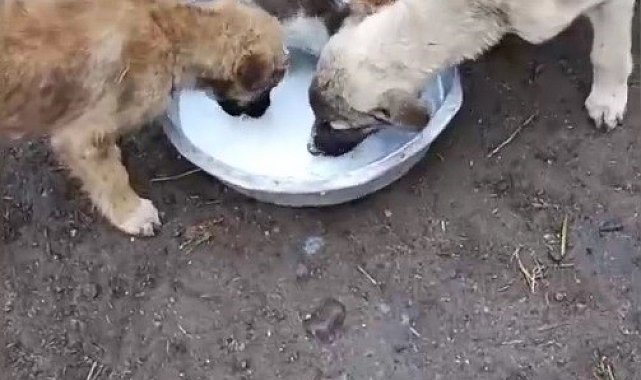 Kars'ta sımsıcak dostluk: Kedi ile köpek aynı kaptan süt içti