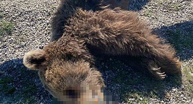 Kastamonu'da aracın çarptığı anne ve yavru ayı telef oldu