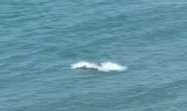 Kastamonu'da yunus balıklarından görsel şölen