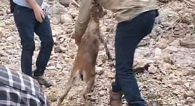 Kayalıklarda mahsur kalıp suya atlayan yavru dağ keçisi kurtarıldı