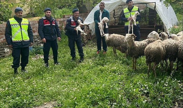 Kaybolan 13 koyun jandarma ekiplerince bulundu