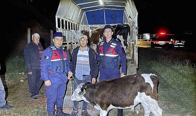 Kayıp hayvanları jandarma buldu