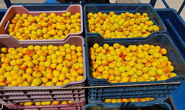 Kayısıda ilk hasat yapıldı: 500 TL'den alıcı buldu