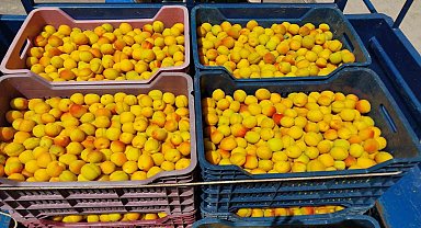 Kayısıda ilk hasat yapıldı: 500 TL'den alıcı buldu