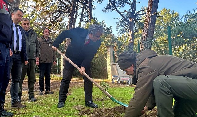 Kaymakam Keklik'ten sakız ağacı fidanlarına bahar bakımı