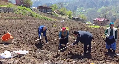 Kaymakam ve belediye başkanı tarlaya girdi, izleyenleri tebessüm ettiren anlar ortaya çıktı