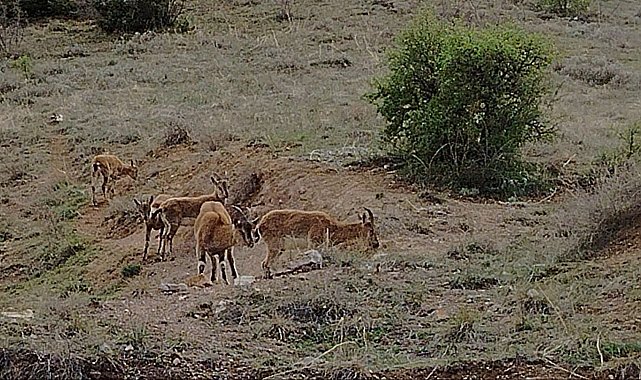 Keban'da koruma altındaki dağ keçileri sürü halinde görüntülendi