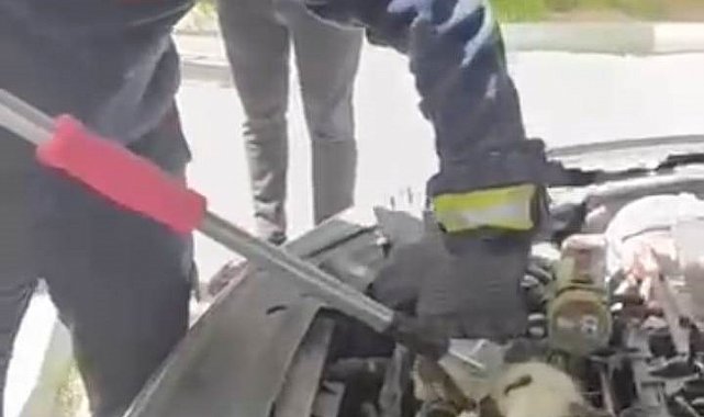 Kedinin otomobilin motor kısmında doğurduğu yavruları kurtarıldı