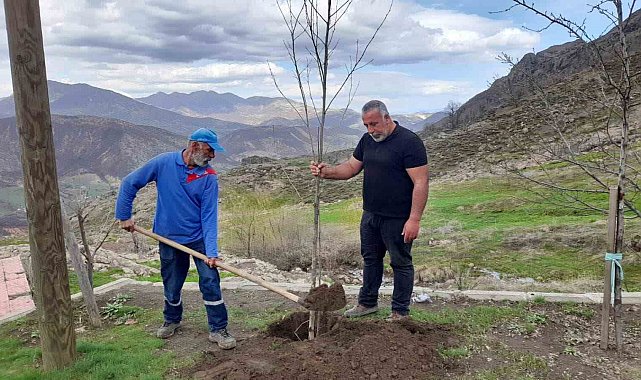 Kendisi yurt dışında ancak her yıl memleketine ağaç diktiriyor