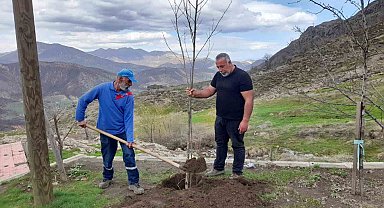 Kendisi yurt dışında ancak her yıl memleketine ağaç diktiriyor