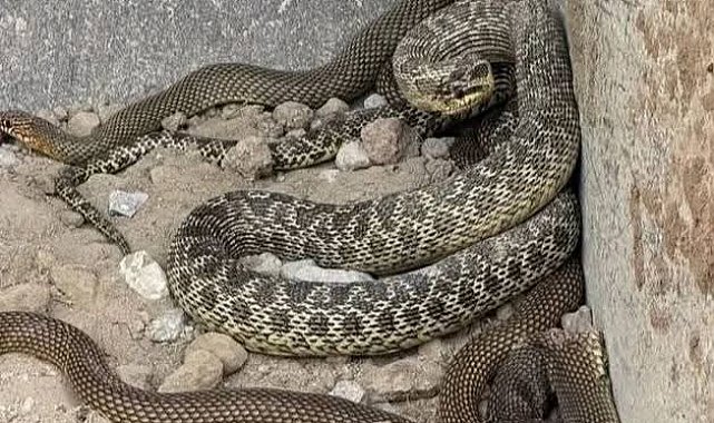 Kepçe operatörü toprak kazarken 2,5 metrelik yılanla karşılaştı