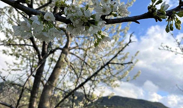 Kiraz ağaçları çiçek açtı