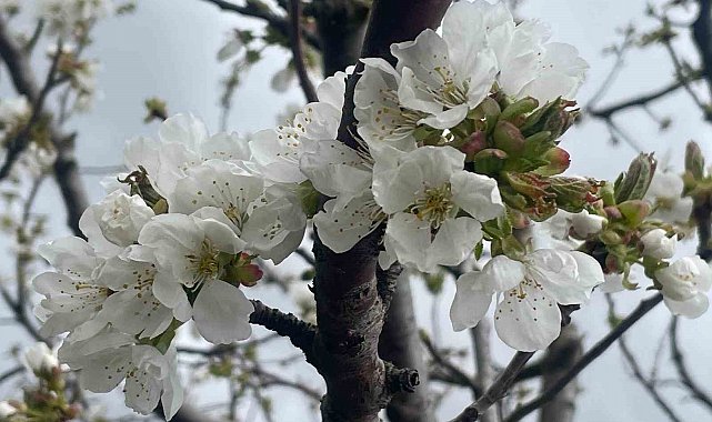 Kiraz ve vişnede çiçeklenme dönemi öncesi ilaçlama önerisi