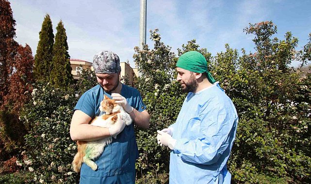 Kırık bacakla geldi, adı "Şanslı" oldu