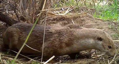 Kırıkkale'de su samurları yuvasında görüntülendi