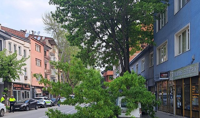 Kırılan ağaç, kamyonetin üzerine devrildi