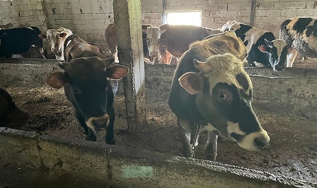 Kırklareli'nde 12 kaçak hayvan yakalandı