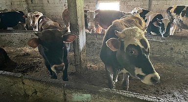 Kırklareli'nde 12 kaçak hayvan yakalandı