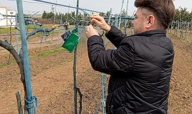 Kırklareli'nde kahverengi kokarca böceği zararlarına karşı önlem alındı