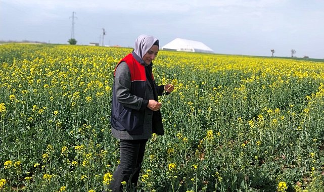 Kırklareli'nde kanola ve hububat tarlaları incelendi