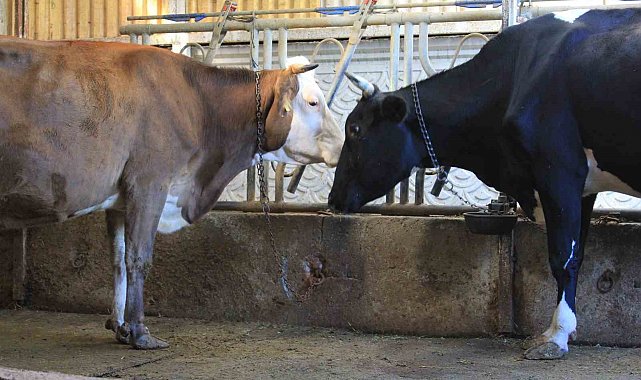 Kırmızı Et Üreticileri Birliği, Güney Amerika'dan hayvan ithalatı planlıyor