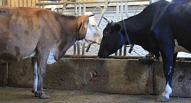 Kırmızı Et Üreticileri Birliği, Güney Amerika'dan hayvan ithalatı planlıyor