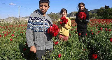 Kırmızı ile yeşilin birleştiği bakla tarlasında gelincikler görenleri mest ediyor