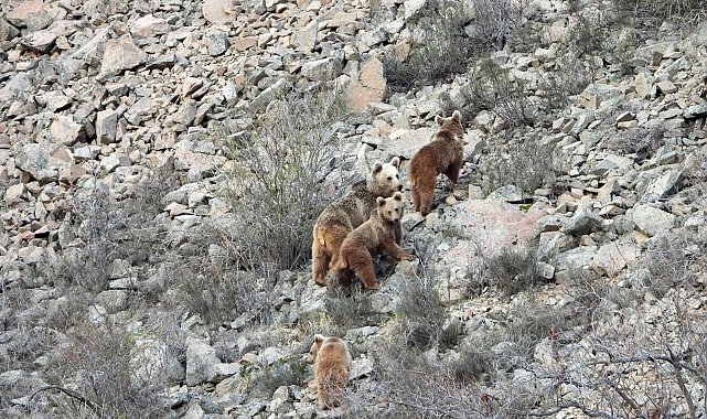 Kış uykusundan uyanan ayı ailesini görüntüledi