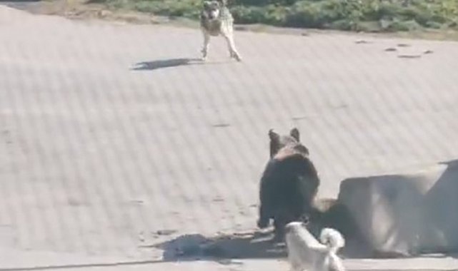 Kış uykusundan uyanıp köye inen ayıyı köpekler kovaladı: O anlar kamerada
