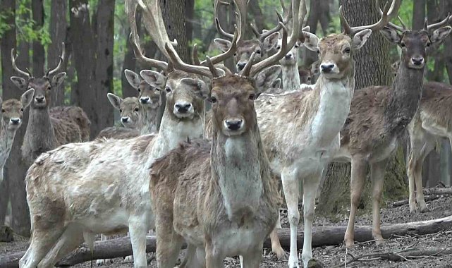 Kızıl geyikler boynuzlarını değiştiriyor