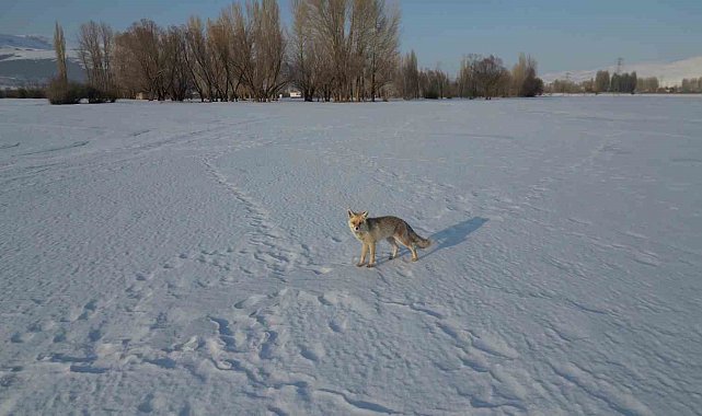 Kızıl tilkinin dron ile imtihanı
