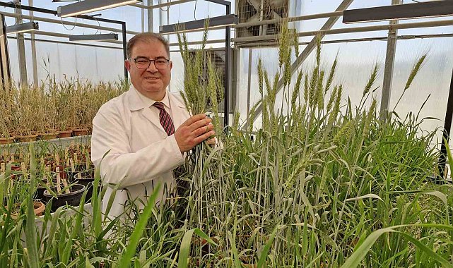 KMÜ, buğdayda tohum geliştirme süresini 8 yıldan 2 yıla düşürdü