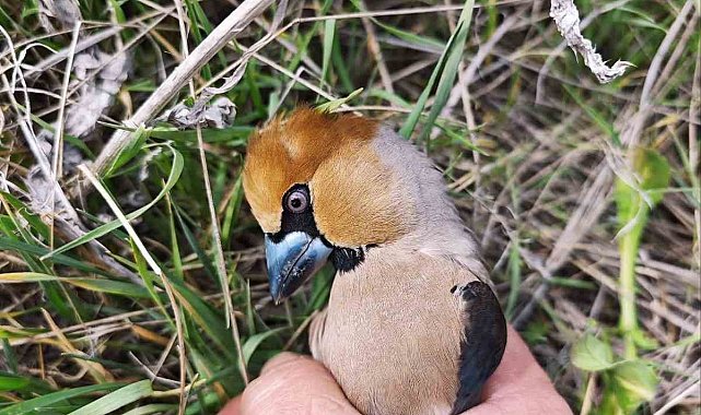 Kocabaş kuşuna, jandarmadan yardım eli