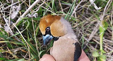 Kocabaş kuşuna, jandarmadan yardım eli