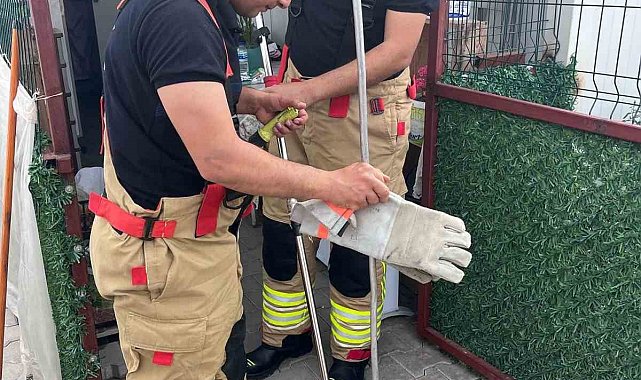 Konteynere giren yılanı itfaiye yakaladı