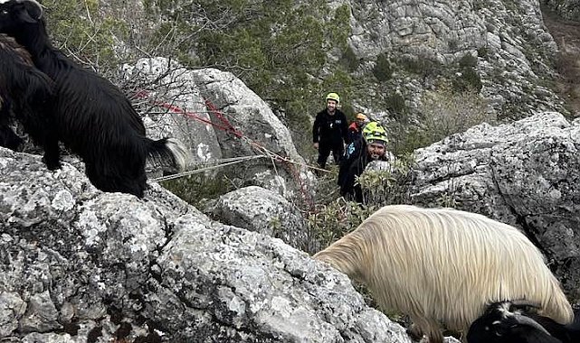 Konya'da dağlık alanda kaybolan 50 keçiden 20'sini kurtlar telef etti