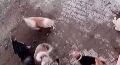 Köpekler arasında yaşanan korkutan boğuşma kamerada