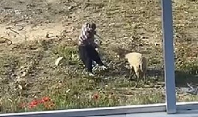 Koyuna tekme atıp, iple eziyet eden şahıs gözaltına alındı