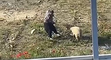 Koyuna tekme atıp, iple eziyet eden şahıs gözaltına alındı