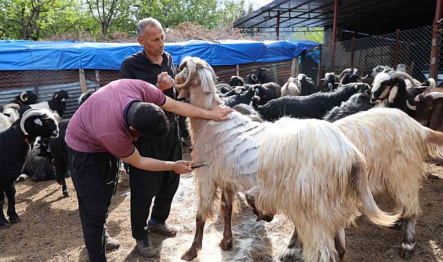 Küçükbaş hayvanların kırkım mesaisi başladı