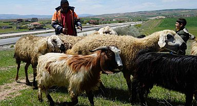 Küçükbaş hayvanların peşinde geçen ömür: "Çocuklarımız gibi bakıyoruz"
