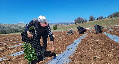 Kuraklığa dayanıklı karpuz fidesi dikimine başlandı