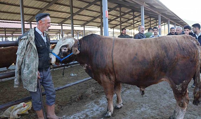 Kurban Bayramı öncesi hayvan pazarlarında hareketlilik başladı