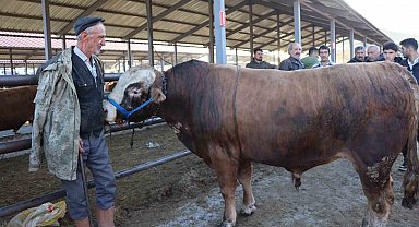 Kurban Bayramı öncesi hayvan pazarlarında hareketlilik başladı