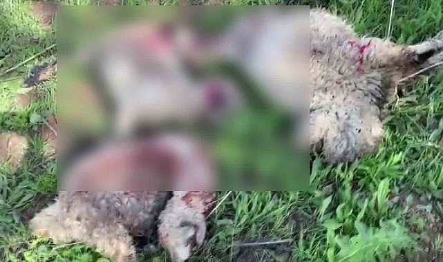 Kurtlar sürüye saldırdı: 10 küçükbaş telef oldu, 30'u ise yaralandı