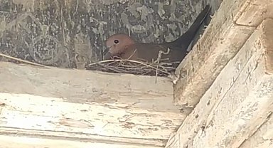 Kuş yuva yaptı, inşaat durdu