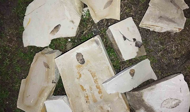 Kuşadası'nda 15 milyon yıllık yaprak fosili bulundu